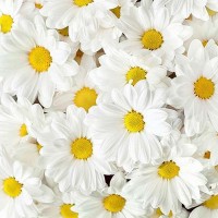 Фотообои Divino Decor Ромашки C-247 200х270 см