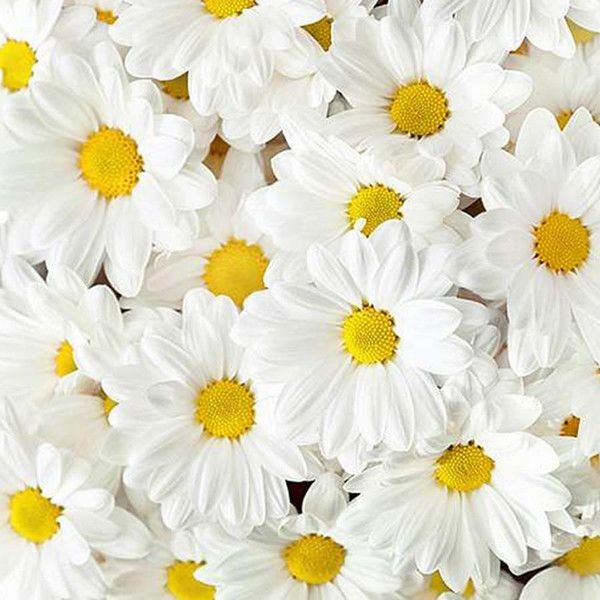 Фотообои Divino Decor Ромашки C-247 200х270 см