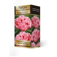 Пион молочноцветковый травянистый «Этчед Салмон» разбор 2-3