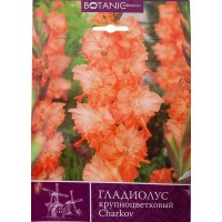 Гладиолус крупноцветковый «Харьков»
