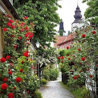 Фотообои Divino Decor Аллея роз D-072 200х270 см
