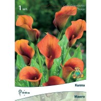 Калла «Манго»