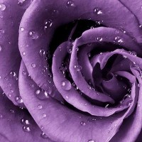 Фотообои Divino Decor Роза фиолет A-038 200х238 см