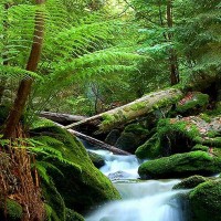 Фотообои Divino Decor Зеленый лес A-023 200х270 см